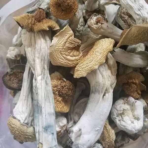 Mushrooms Alpha Shtorms