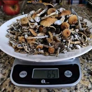 BUY TEACHER MUSHROOMS TOP QUALITY