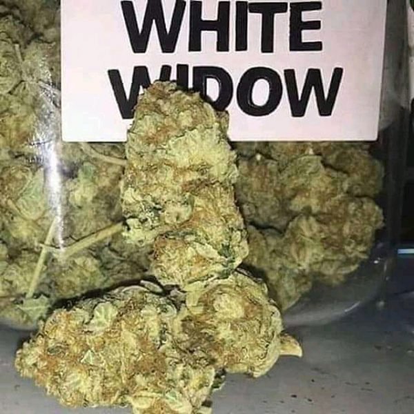 BUY TOP QUALITY CANNABIS WHITEWIDOW Qp=$400