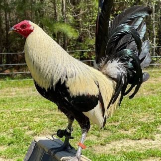 gamefowl