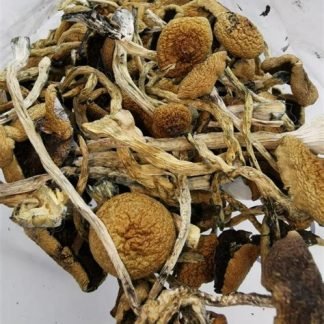 30G Cambodian Cubensis Mushrooms