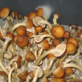 Golden Teacher Mushroom