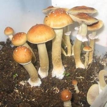 NEW SyZygy Cubensis Mushrooms