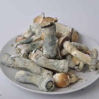 Penis Envy Mushroom