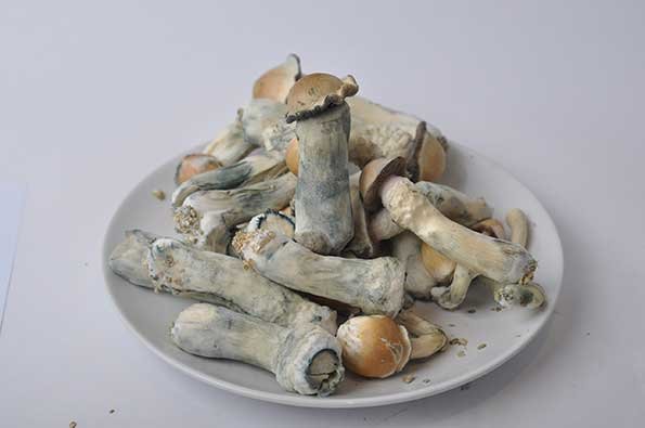 Penis Envy Mushroom