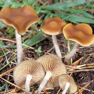 Psilocybe Azurescens ( 1/2 P)