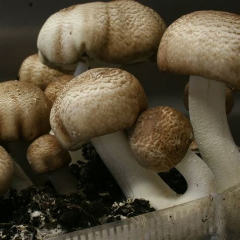 1Oz Agaricus Mushroom
