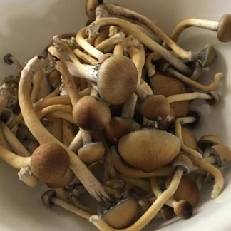 Amazonian Cubensis 1Oz