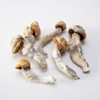 Penis Envy Mushrooms x 28 grams