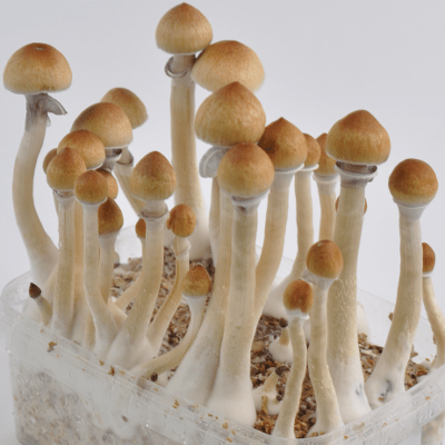 Buy Psilocybin Mushrooms - Image 2
