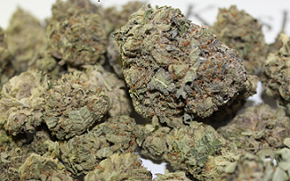 $1,000 Purple Kush 1LB 1 Pound 16oz Ounces HQ Indoor A+ 9.5/10