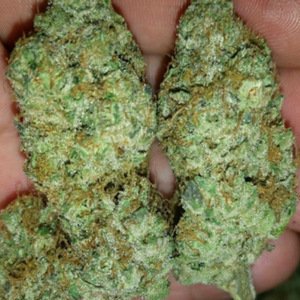 $1,000 Purple Kush 1LB 1 Pound 16oz Ounces HQ Indoor A+ 9.5/10