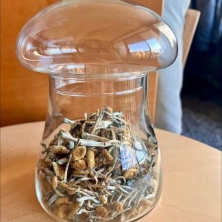 SyZygy Cubensis Mushrooms